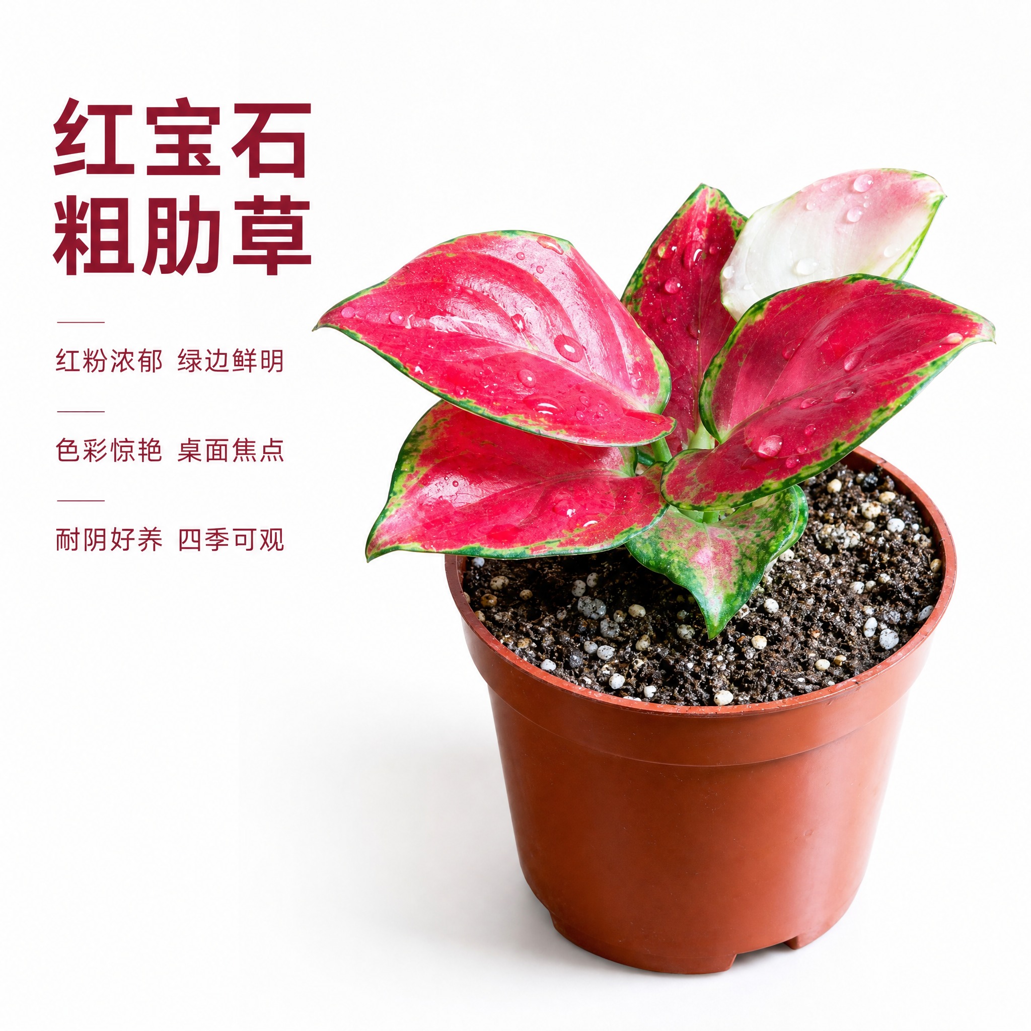 [主图-3] 红宝石粗肋草单品白底主图，突出红粉叶片浓郁色彩和… - 图片创意预览