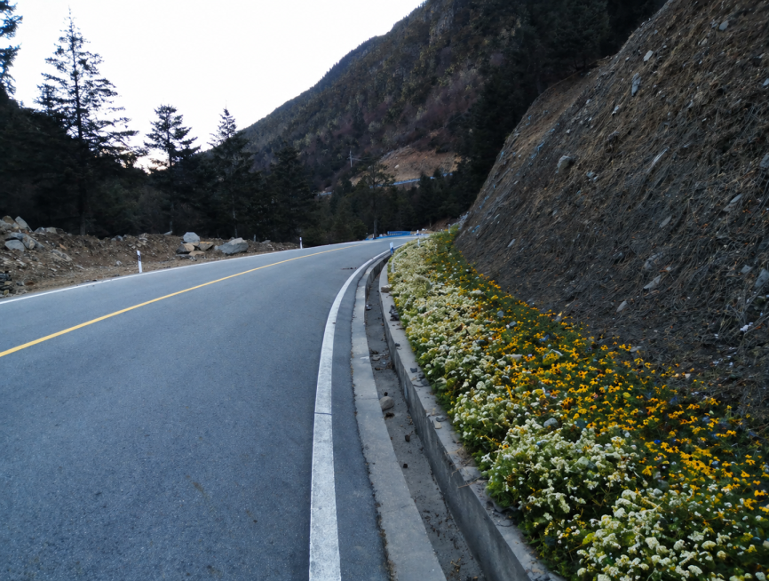 仅在图中标注的红色区域成片种植银露梅和黑心菊，保持原图山路、山体、道路的整体场景和其他区域不变预览效果