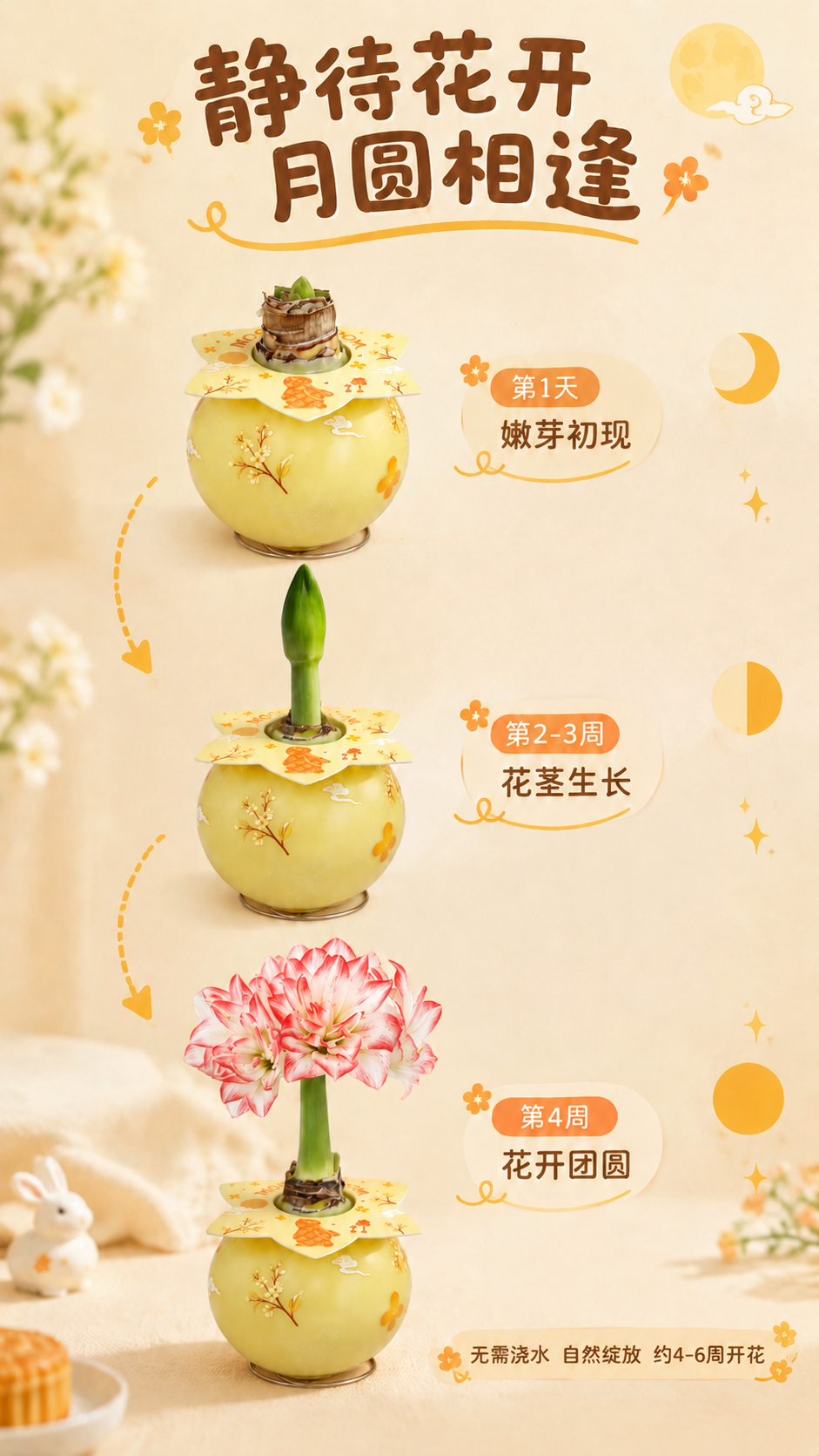 修改这张生长过程图中第二个蜡球（第2-3周 花茎生长）： 将现… - 图片创意预览