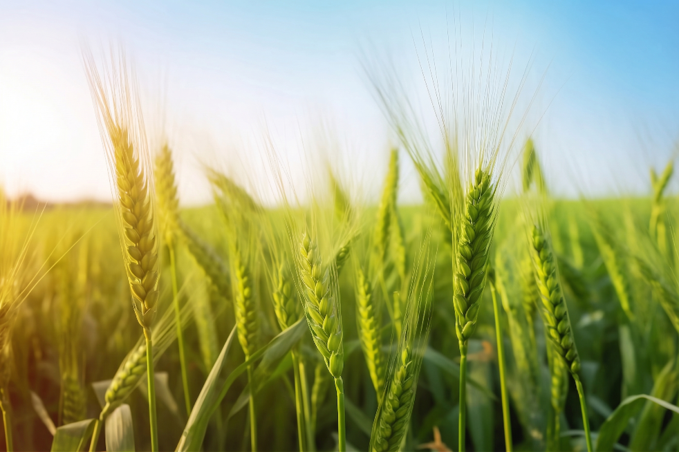 超高清微距摄影，户外麦田里的青绿色麦穗，晴朗蓝天搭配清晨暖金色阳光，自然清新的田园风景，和参考图相同风格，画质细腻清晰，真实自然预览效果