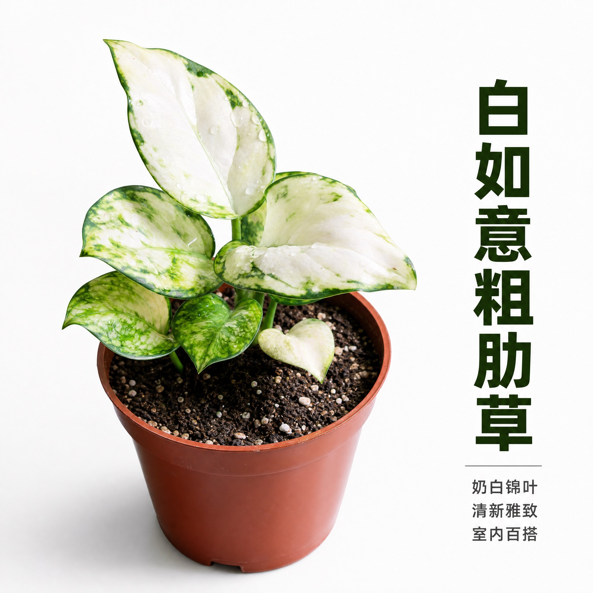 [主图-3] 主题：白如意粗肋草单品特写主图，亮白背景突出白绿… - 图片创意预览
