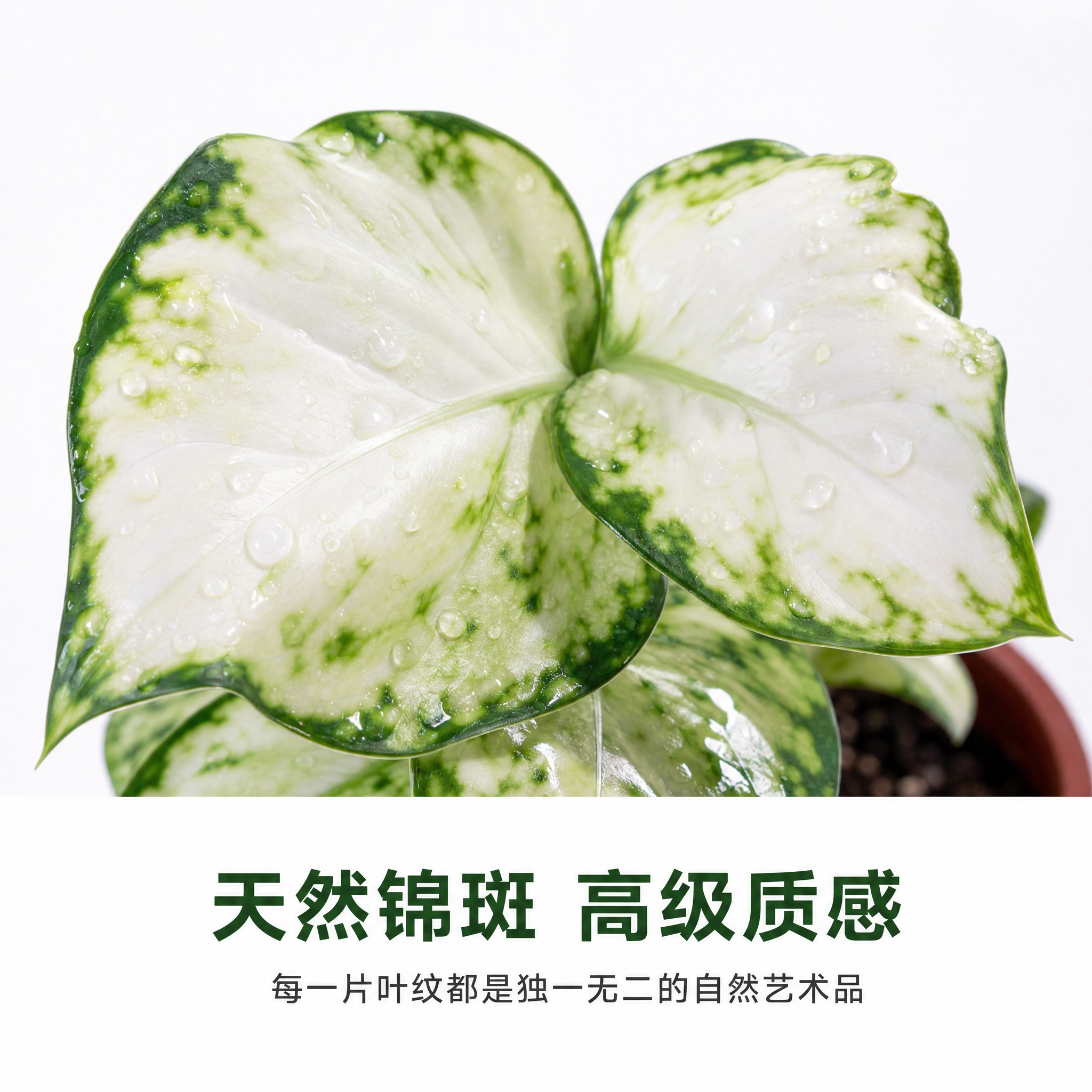 [主图-4] 白如意粗肋草叶片细节特写主图，唯一任务是近距离展… - 图片创意预览