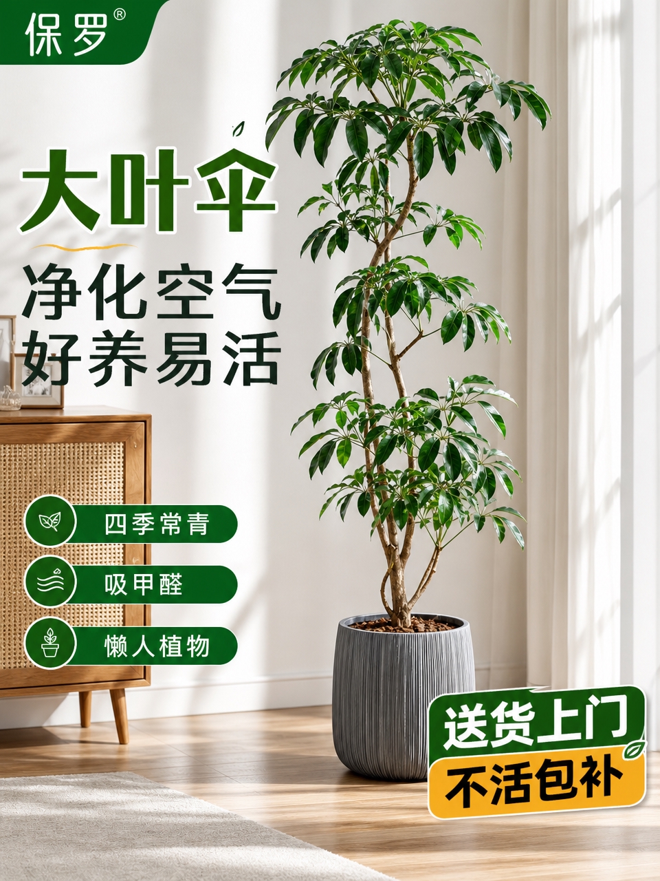 淘宝天猫电商主图，3:4竖版，保罗大叶伞室内绿植盆栽，摆放在北… - 图片创意预览