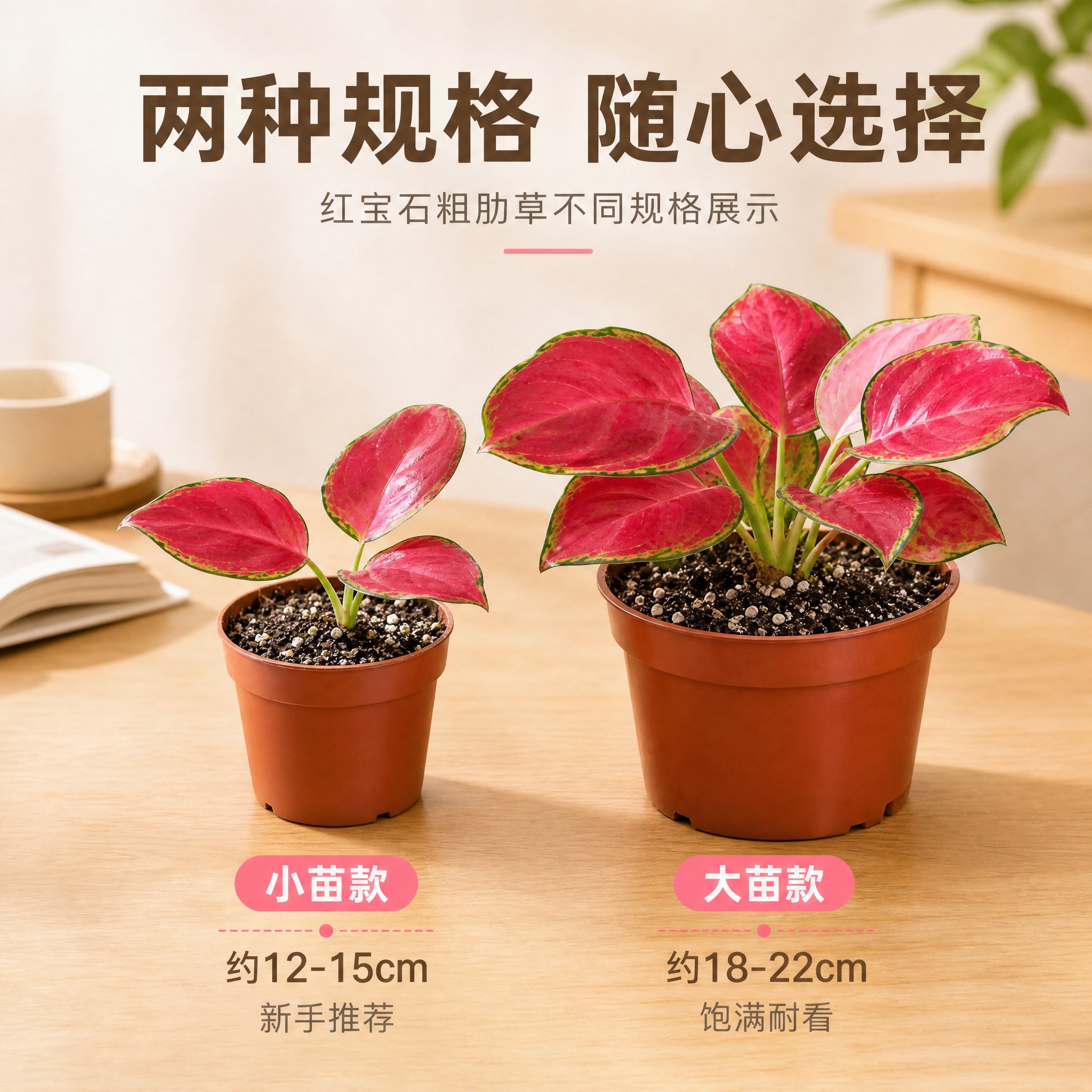 [主图-8] 大小规格对比 红宝石粗肋草不同规格展示 [统一基… - 图片创意预览