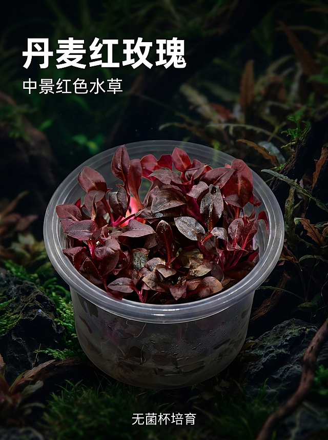 [主图 7] 丹麦红玫瑰水草单品展示，黑化丛林风格。
[氛围风格] 暗黑水下丛林氛围，真实自然质感。
[画质] 商业摄影质感，光线柔和通透，产品清晰真实，画面干净高级，真实质感。
[元素] 丹麦红玫瑰无菌杯产品居中放置，中景造景位置，背景为暗黑水下水草虚化背景。保持丹麦红玫瑰水草外观颜色质地与输入产品图绝对一致，杜绝任何变形色差，精细化处理。商品主体占比约70%，画面满屏无边框。
[光影] 侧柔光突出深红色叶片质感，叶脉清晰，背景暗调，明暗对比自然。
[配色] 暗黑背景衬托深红叶片，浓郁色彩对比。
[视角构图] 平视居中，产品轮廓完整。
[文字版式] 左上角左对齐，主标题 "丹麦红玫瑰" 白色粗体，副标题 "中景红色水草" 白色小号。底部标注 "无菌杯培育" 白色小字标识。
[比例分辨率] 3:4 比例，2k 分辨率，文字清晰锐利，超高清。
[负向提示词] 变形，水印，文字错乱，产品图模糊，背景杂乱，颜色失真