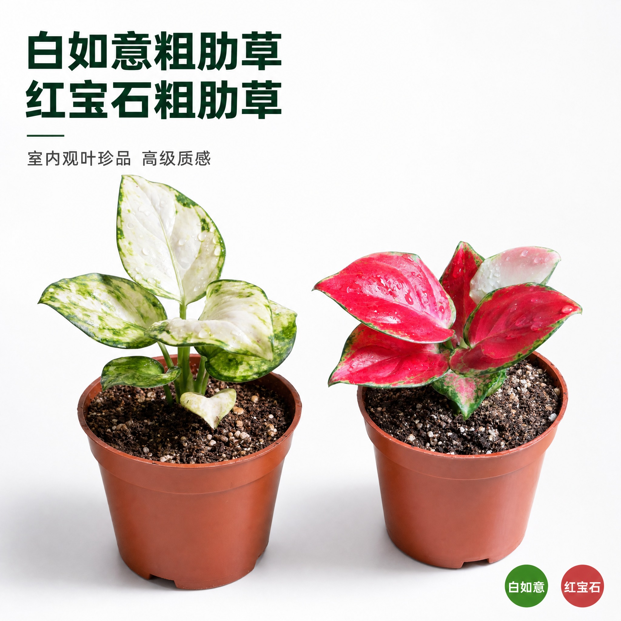 [主图-1] 双品英雄主图 白如意粗肋草与红宝石粗肋草并列展示… - 图片创意预览