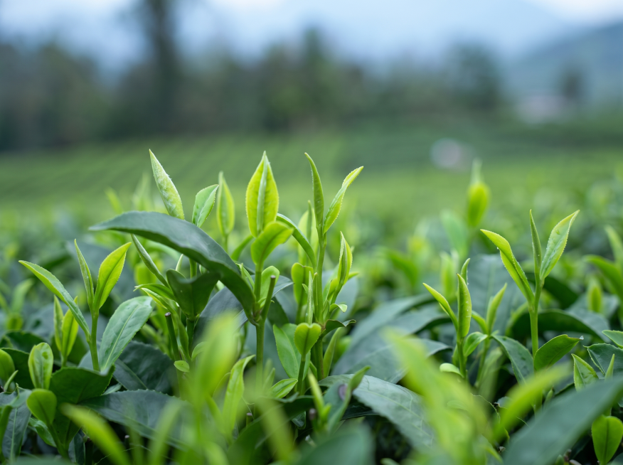 保留原图中新鲜嫩绿茶叶新芽的内容，保持自然清新的摄影风格预览效果