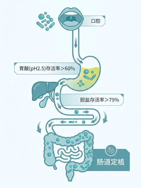 信息图表风格，展示益生菌从口腔到肠道的旅程，依次标注三个关键节点文字："胃酸(pH2.5)存活率>60%"、"胆盐存活率>79%"、"肠道定植"，整体蓝绿色调，风格简洁现代，流程图设计预览效果