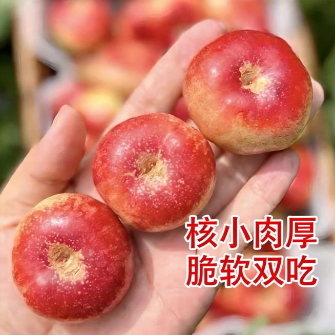 淘宝平台1:1主图，商品是纽扣油蟠桃，突出果实新鲜外观，展现果实大小适合手持展示，商品卖点核小肉厚脆软双吃预览效果