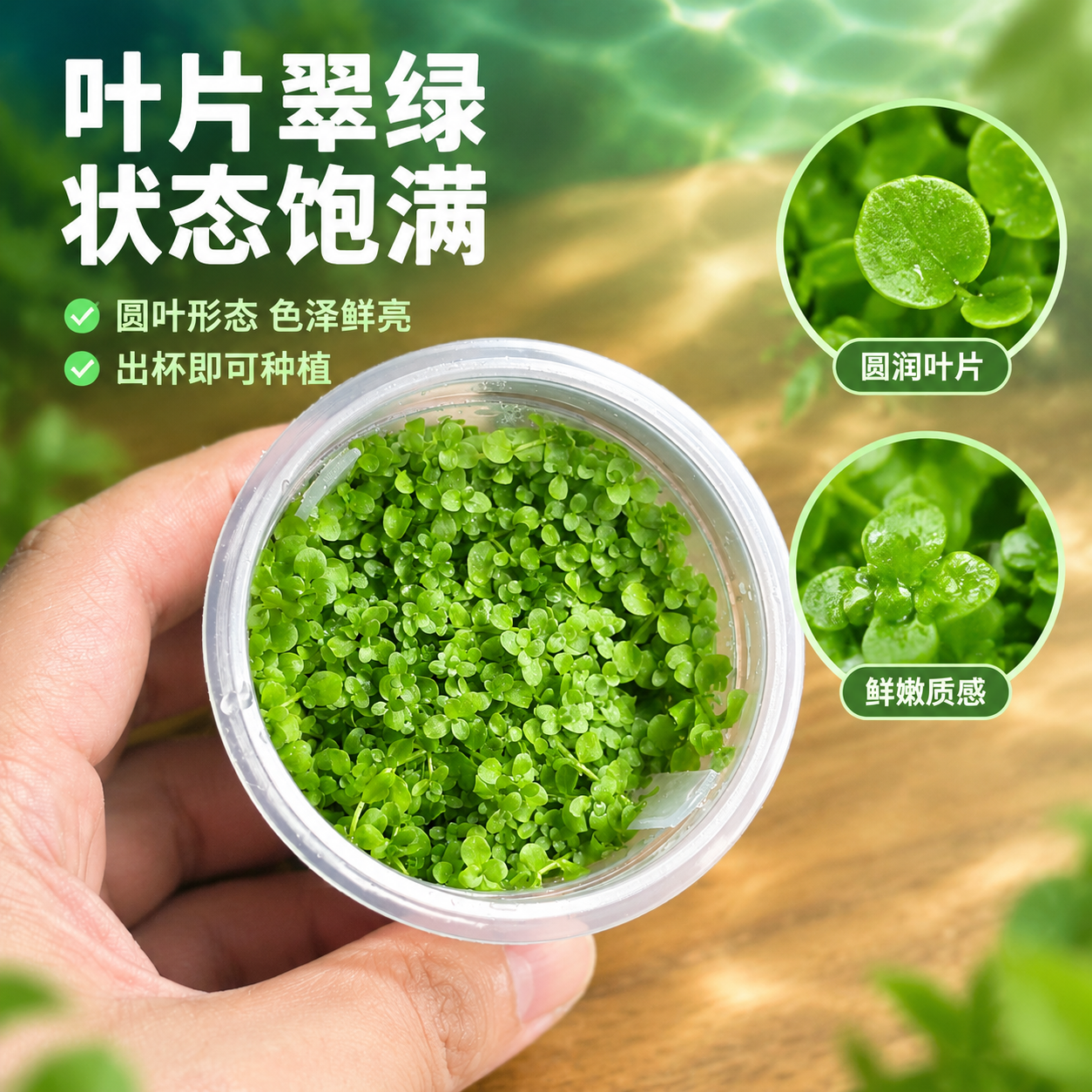 [主图-4] 叶片细节品质，主题：叶片翠绿 状态饱满。 [统一… - 图片创意预览