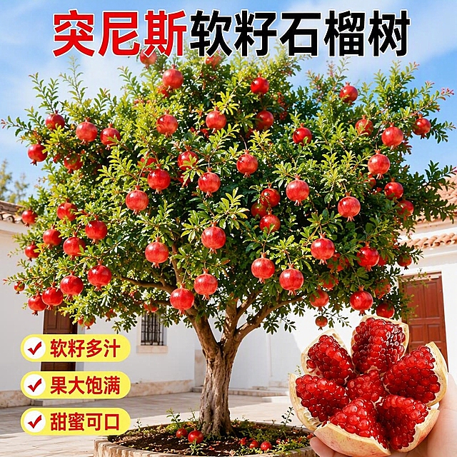 基于参考图进行修改，保持真实摄影风格，突出突尼斯软籽石榴树的卖点，石榴果实饱满红润、挂满枝头，画面上方添加标题文字“突尼斯软籽石榴树”，其中“突尼斯”为红色字体，“软籽石榴树”为黑色字体，字体醒目清晰，整体画面真实自然，突出产品卖点