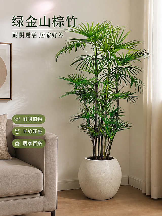 客厅角落摆放绿金山棕竹，叶片翠绿旺盛，弱光环境长势良好，凸显耐阴易活，居家好养护，实景拍摄，淘宝主图