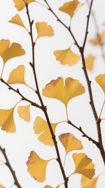 高分辨率摄影风格，白色纯净背景，多支纤细深棕色银杏树枝干自然下垂，枝头点缀着多片形态变换的银杏叶，叶片呈现从鹅黄到金黄的渐变色调，边缘略带清晰锯齿，叶脉纹理细腻可见，部分叶片微微卷曲，整体光影柔和，具有真实植物的质感与立体感，构图饱满均衡，营造出清新自然的秋日氛围。预览效果