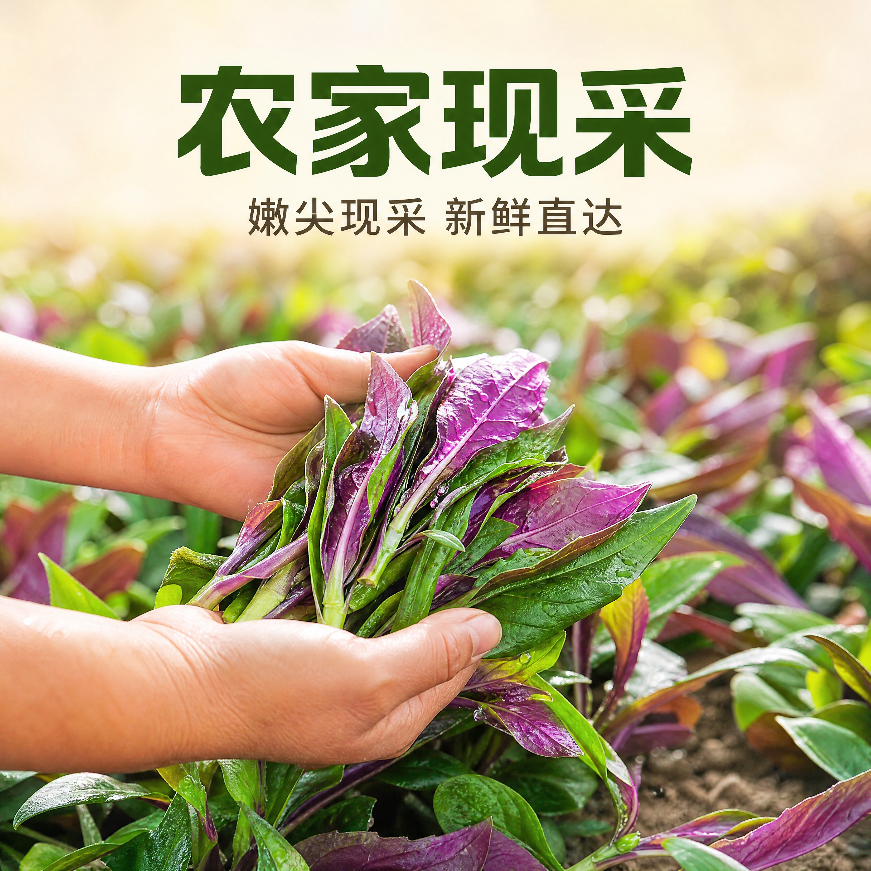 [主图-3] 农家自种血皮菜（紫背菜）菜园手采图，唯一任务：用… - 图片创意预览