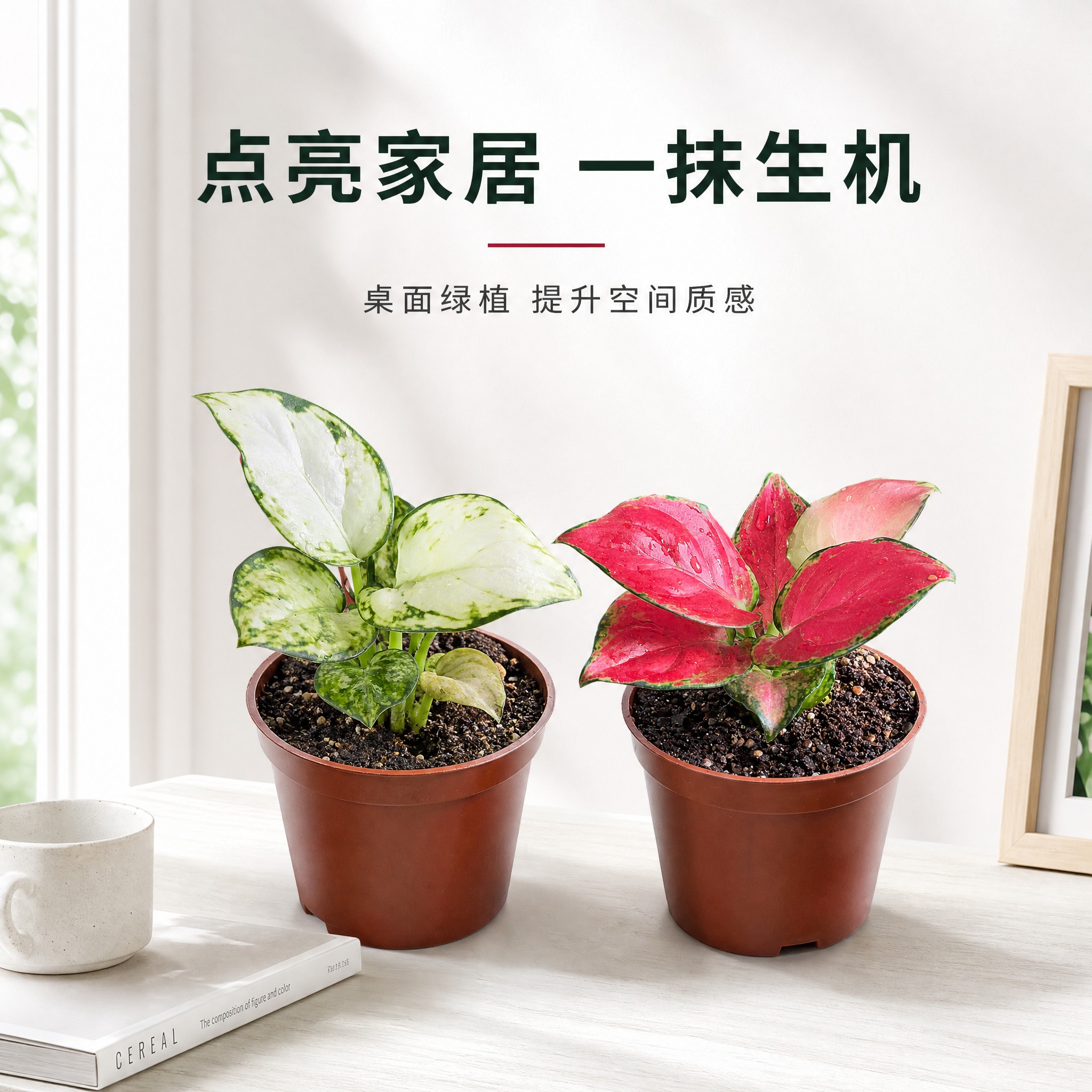 [主图-9] 场景搭配展示图，白色简约桌面场景，展示盆栽在家居… - 图片创意预览