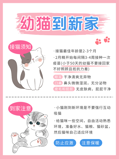 猫咪饲养知识分享宠物服务粉色系小红书封面预览效果