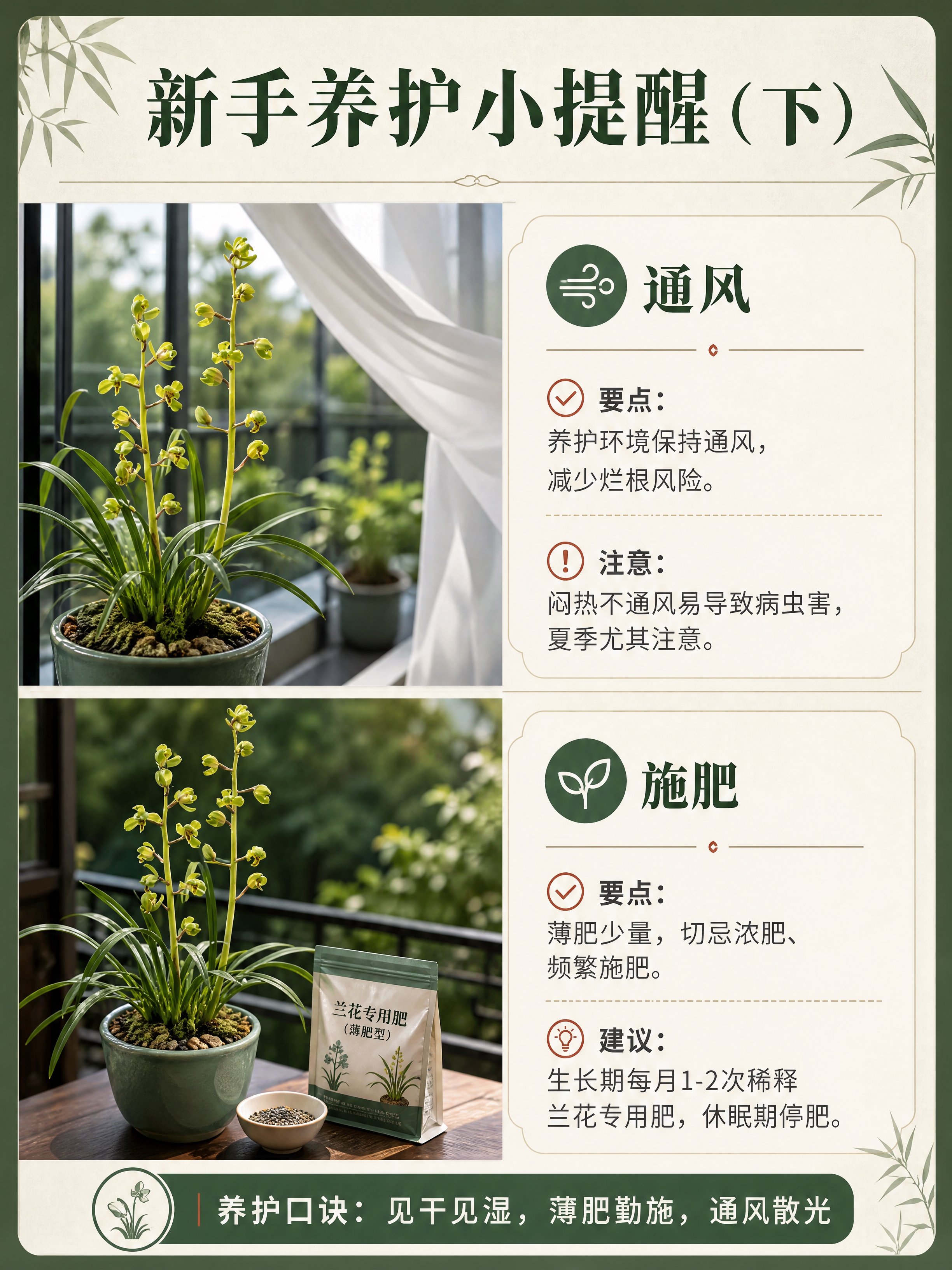 [商品] 使用【图2】兰苗实物图；保留兰苗真实形态，放在通风良… - 图片创意预览
