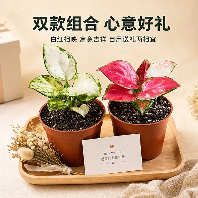 [主图-10] 双款组合送礼推荐图 唯一任务：展示白如意与红宝石双款组合作为礼品推荐，拓展组合购买场景。
[统一基调] 真实高级商业摄影质感，温馨雅致送礼氛围，浅米色柔和背景，突出礼盒感与心意感。
[画面] 白如意粗肋草与红宝石粗肋草双盆组合摆放在画面中央，主体占比约70%，45°微俯视视角。两盆植物并排放置在一个简约浅木色托盘上，白如意在左、红宝石在右，一绿一红相映成趣。托盘上搭配一张简约白色贺卡、一小束干花装饰，营造送礼仪式感。背景为浅米色纯色渐变，柔和温暖，底部有自然柔和阴影。整体画面温馨雅致，体现双款组合送礼的心意与体面。上方居中放置主标题，下方辅助说明。
[光影质感] 柔和温暖棚拍光，主光来自左上方，两款植物受光均匀，叶片质感真实，托盘木纹清晰，整体光影柔和，氛围温暖治愈，高级礼品感。
[配色] 浅米色背景，浅木色托盘，植物白绿与玫红形成色彩呼应，白色贺卡点缀，文字深墨绿色，整体温暖雅致。
[文字版式] 上方居中主标题，简洁无衬线粗体，深墨绿色。大字"双款组合 心意好礼"，下方小字"白红相映 寓意吉祥 自用送礼两相宜"，文字清晰不遮挡植物主体。
[输出要求] 1:1正方形，2048×2048，2K高清，两款植物清晰真实，组合和谐，氛围温馨高级。负向：植物变形、颜色偏差、模糊、杂乱背景、水印、平台Logo、夸张促销元素、人物。