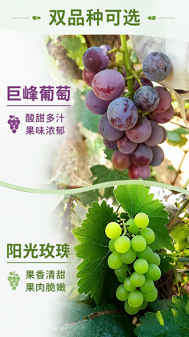 换成阳光玫瑰的图片