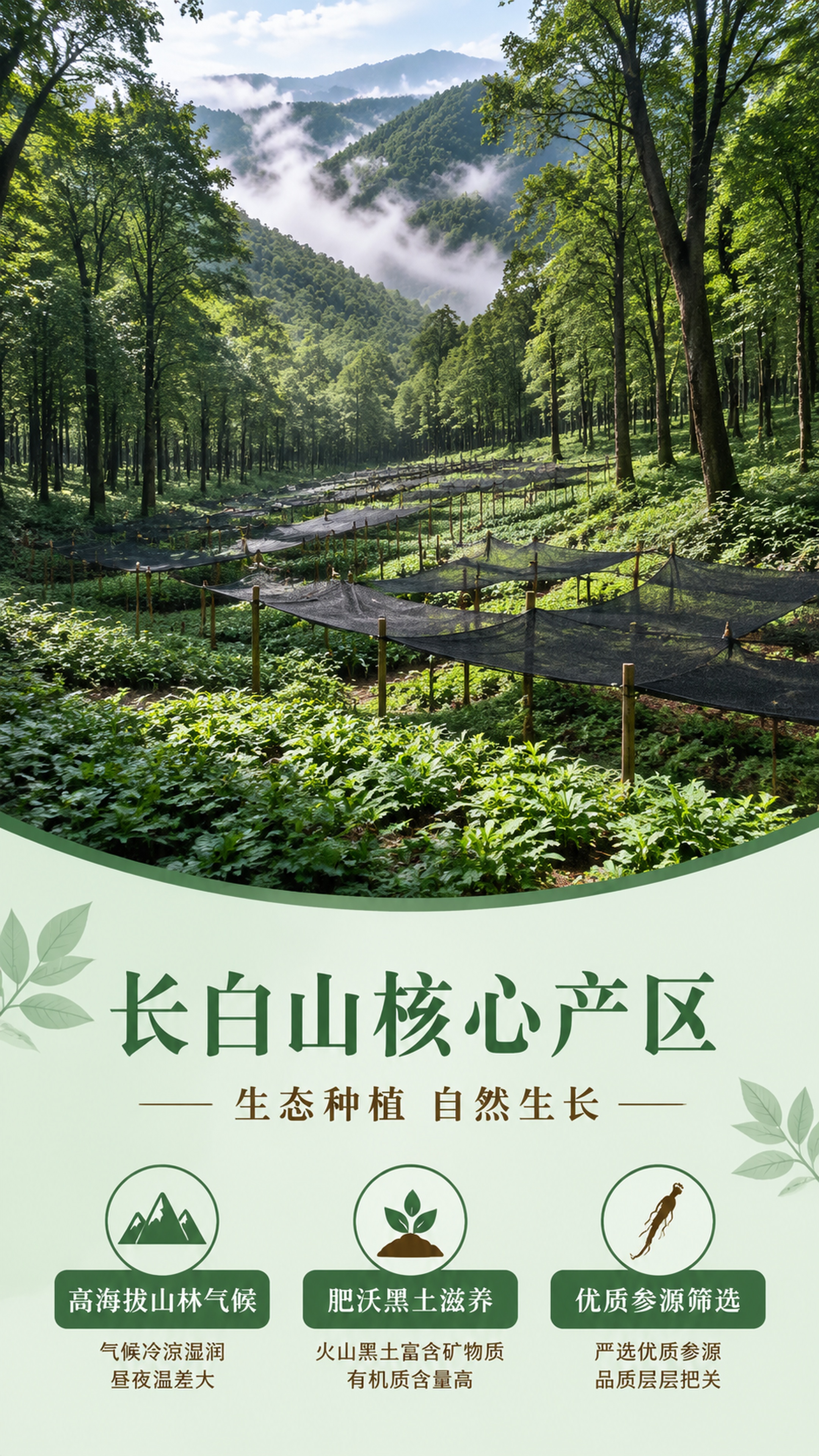 [第2屏] 产地溯源-长白山西洋参产地展示屏。 [氛围/风格]… - 图片创意预览