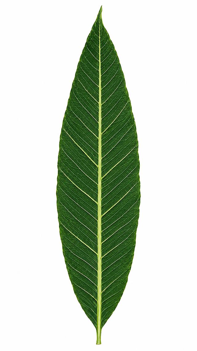 提高叶脉清晰度，升级为超高清晰画面，原图色调完全不变，一点都不能变，叶片保持哑光质感无反光，白底无投影，叶脉纹理细节极致清晰锐利