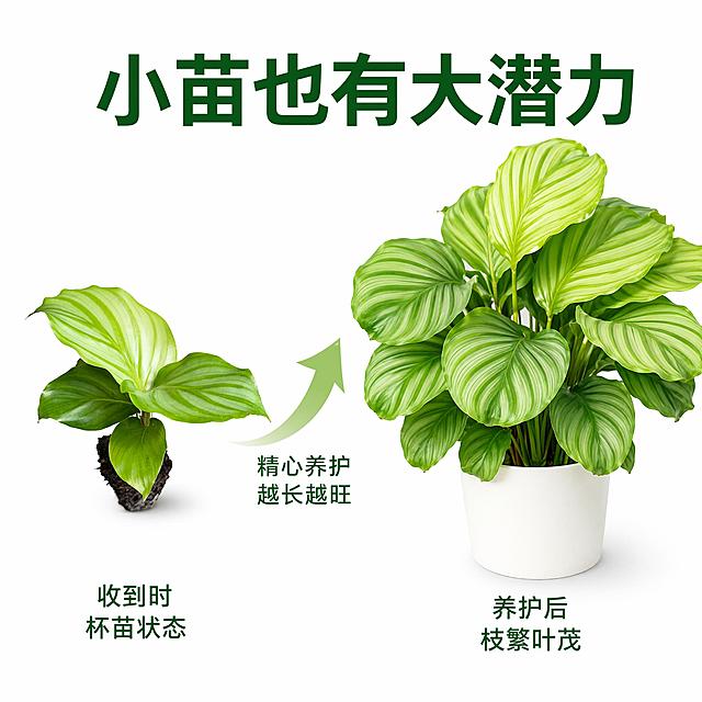 [主图-7] 青苹果竹芋苗生长状态对比展示图。
[氛围风格] 白底真实成长记录风 前后对比 展示潜力。
[画质] 超高清商业摄影 真实自然 两株状态清晰可辨。
[元素] 画面左右对比展示 左侧为当前杯苗状态的青苹果竹芋苗 小巧精致 与输入产品图一致；右侧为养护3-6个月后长大的青苹果竹芋 叶片更多更大 植株更茂盛 种在简约白色花盆里 叶片形态纹理与小苗一致 只是尺寸更大叶片更多。中间用向上的箭头连接 表示成长。背景纯白色。左右两株竹芋的叶片颜色纹理风格保持统一。
[光影] 均匀柔光 两侧植株受光一致 叶片通透有光泽 整体明亮。
[配色] 主色翠绿 辅色白色 箭头用浅绿色。
[视角构图] 左右对比构图 中间箭头引导视线 两株大小形成对比 展示生长潜力。
[文字版式] 顶部主标题大字粗体深绿色"小苗也有大潜力"。左侧下方标注"收到时 杯苗状态" 右侧下方标注"养护后 枝繁叶茂"。中间箭头旁小字"精心养护 越长越旺"。文字不遮挡植株主体。
[输出要求] 1:1比例 文字清晰锐利 超高清商业摄影质感。
[负向提示词] 变形 文字错乱 产品模糊 背景杂乱 水印 电商平台Logo。