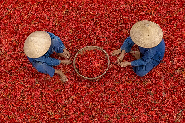 俯视航拍视角，两位戴着越南传统斗笠的农妇蹲坐在铺满鲜红色辣椒的地面上，正在分拣辣椒，中间放着一个装满红辣椒的圆形竹筐，地面密密麻麻铺满了鲜红的辣椒，辣椒中夹杂少量绿色辣椒蒂，人物穿着朴素的蓝布衣服，赤脚，画面充满浓郁的东南亚乡村生活气息，色彩鲜艳饱和，红色为主色调，纪实摄影风格，自然光，高角度俯拍，细节丰富，质感真实