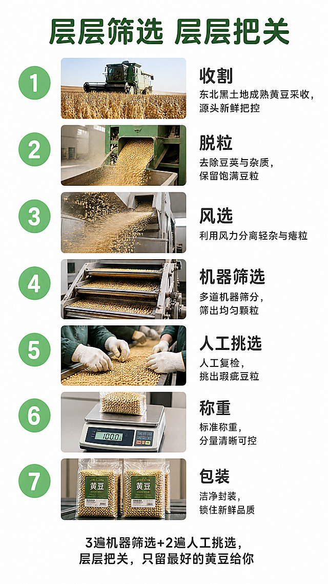 [第6屏] 本屏功能定义：东北黄豆筛选工艺流程展示信息图，七步流程清晰呈现。
[氛围/风格] 专业规整电商信息图风格，流程清晰，专业可信，版式规整干净。
[元素布局] 顶部主标题，下方七个流程步骤纵向排列，每步左侧配顺序编号，右侧配对应流程实拍小图+步骤文字，依次展示：收割→脱粒→风选→机器筛选→人工挑选→称重→包装，每个步骤等间距分布，大小统一，不拥挤。
[光影质感] 均匀柔和光线，每个步骤图片清晰，文字锐利，整体明暗均匀，无杂乱阴影。
[配色色系] 全局底色：#FFFFFF（纯白）；编号圆圈#81C784（绿色）；编号文字白色；步骤文字深灰#333333；主标题深绿#2D5F2E。
[视角构图] 竖向流程排版，从上到下，每个步骤居中对齐，阅读动线清晰，上下留足边距。
[文字版式] 顶部主标题"层层筛选 层层把关"深绿色加粗，字号画面宽度6%；每个步骤左侧绿色圆圈配白色编号，右侧上放步骤名称下方放简要说明，字号画面宽度4%，清晰可读。总结文案放在最底部"3遍机器筛选+2遍人工挑选，层层把关，只留最好的黄豆给你"，字号画面宽度4%，居中。所有文字使用圆角黑体，只使用深绿、深灰、白色三种字色，纯色填充字效。
[比例分辨率] 9:16竖版比例，4K分辨率，文字清晰可辨，超高清。
[负向提示词] 变形，水印，文字错乱，流程顺序错误，图片模糊，步骤拥挤，颜色偏差，背景杂乱