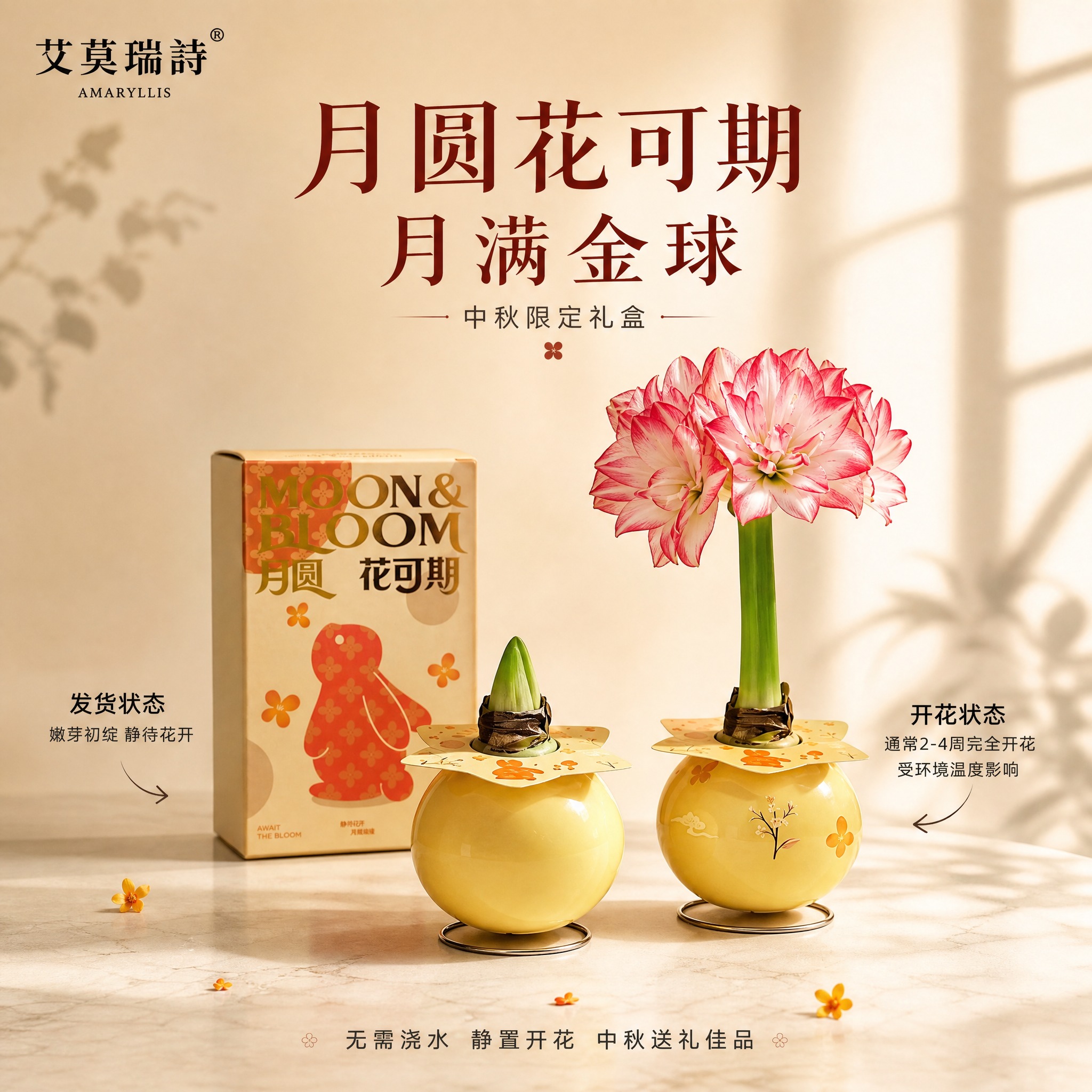 [单张主图] 月圆花可期「月满金球」朱顶红蜡球礼盒 小红书电商… - 图片创意预览