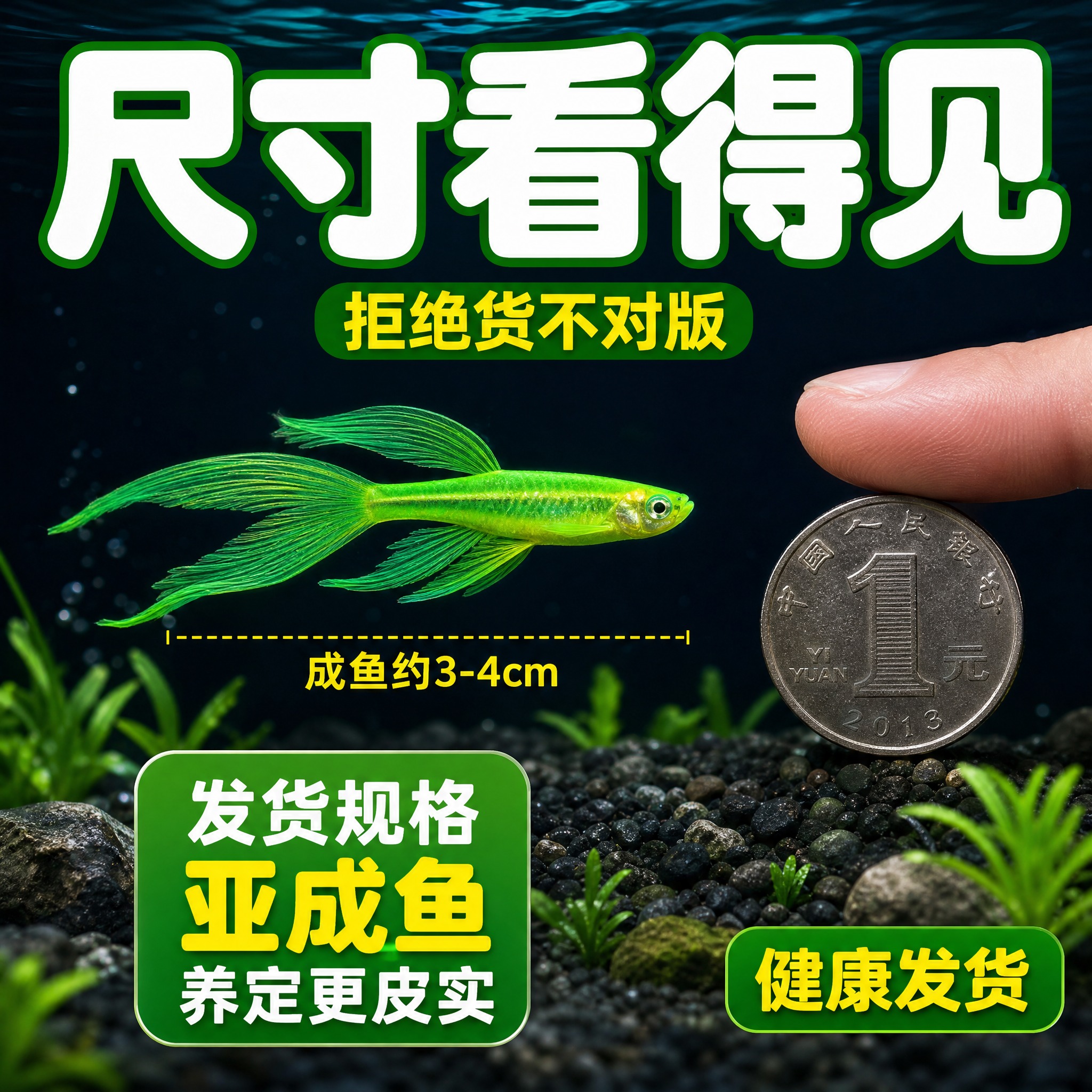 [主图-尺寸参照] 翡翠绿长尾斑马鱼尺寸参照主图 拼多多风格… - 图片创意预览