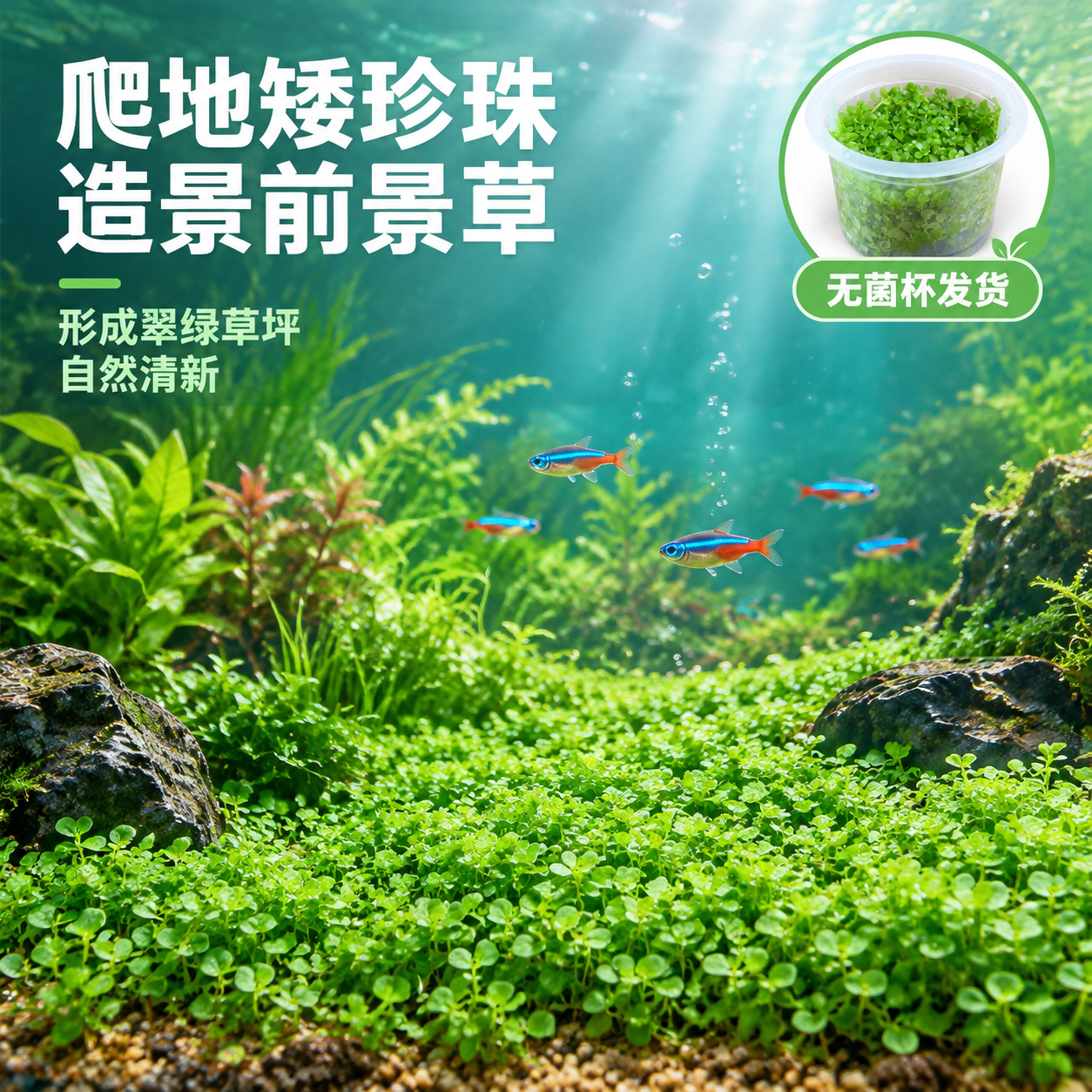 [主图-5] 造景场景使用效果，主题：鱼缸造景 前景草坪。 [… - 图片创意预览