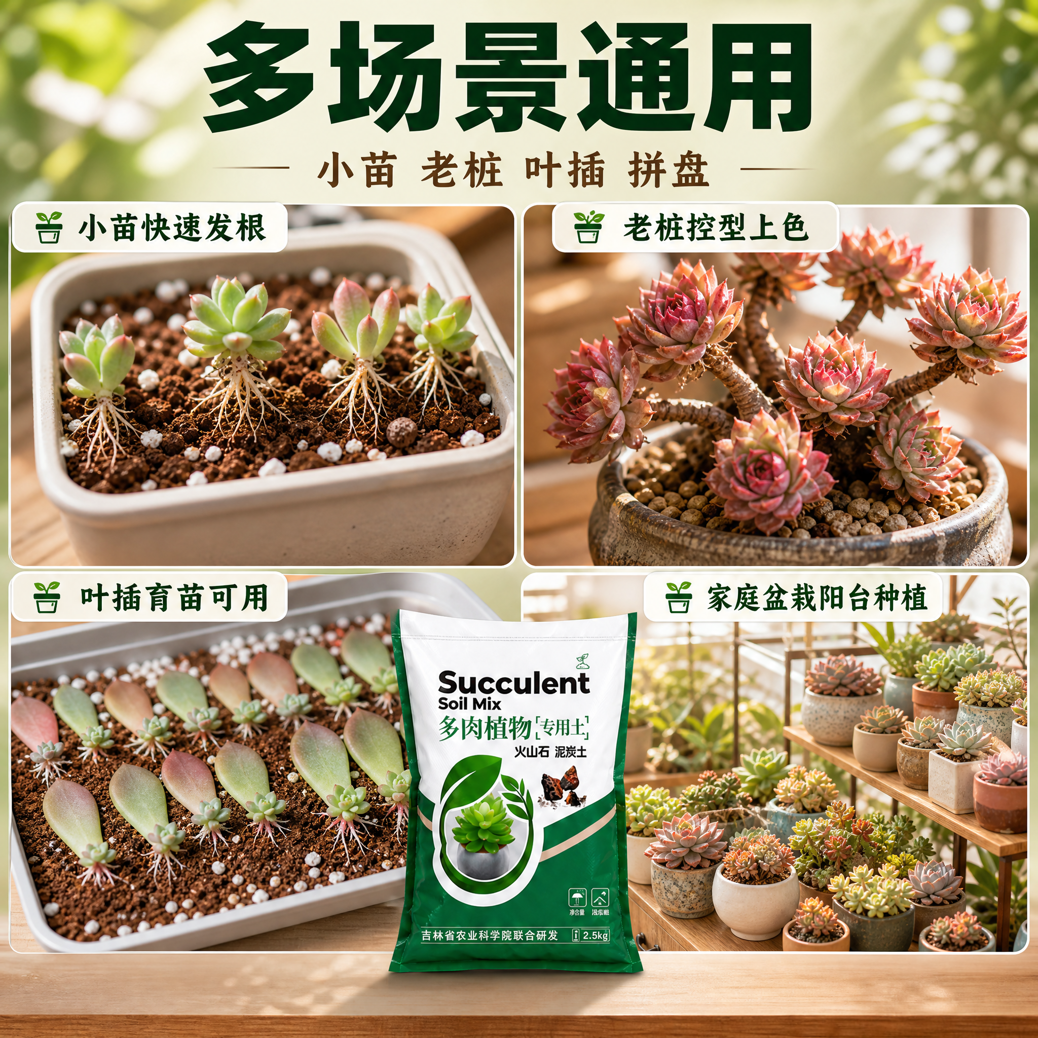 [主图-4] 适用人群场景图主图。 [氛围风格] 拼多多风格… - 图片创意预览