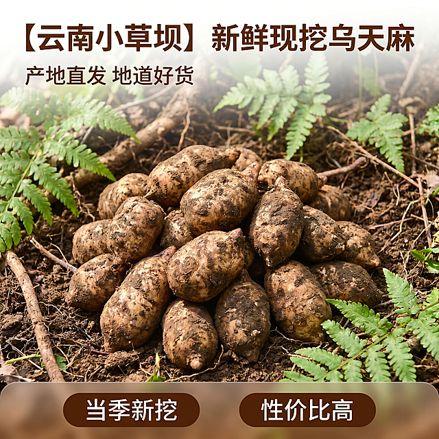 「图片1」生成5张云南昭通小草坝新鲜乌天麻拼多多图片