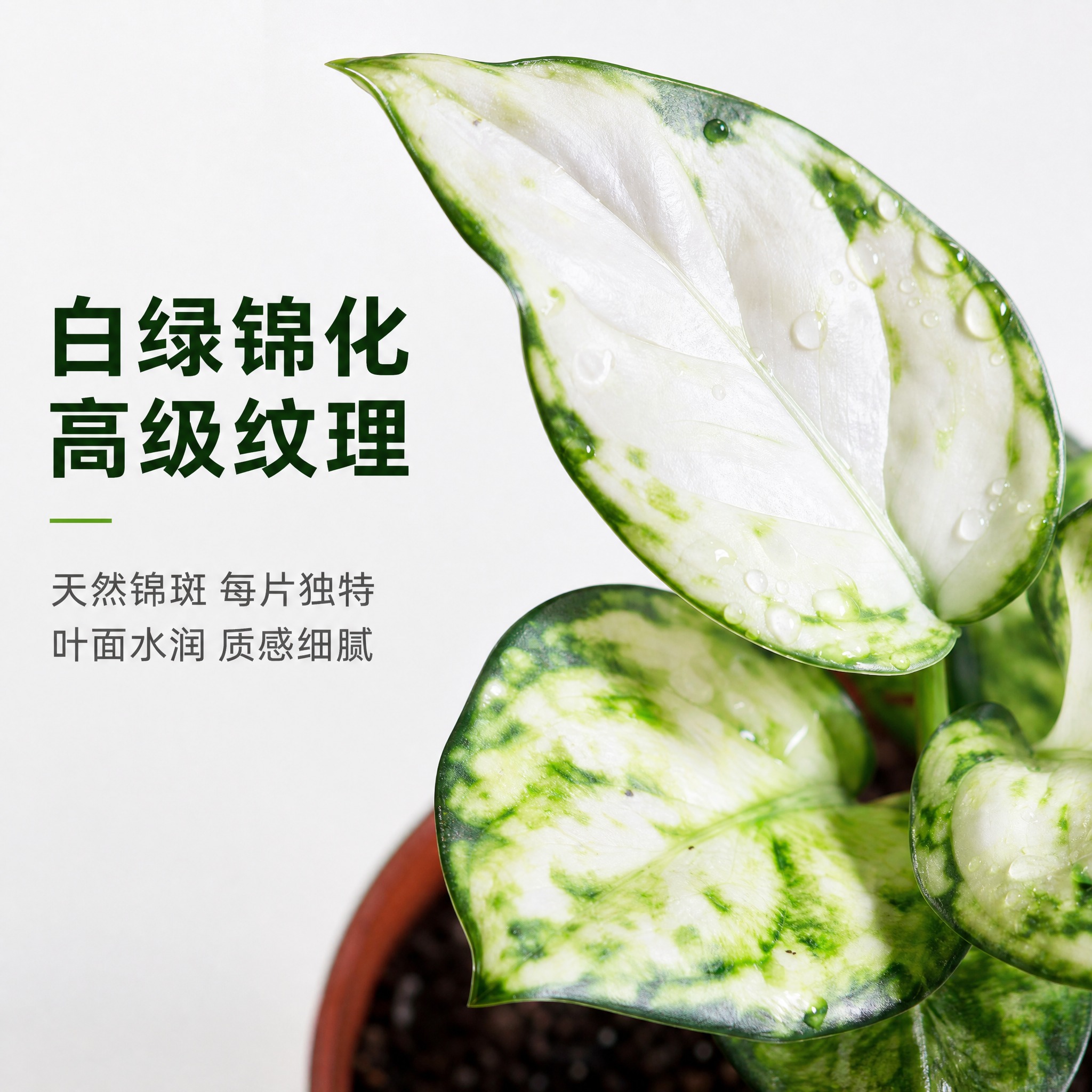 [主图-3] 白如意粗肋草 叶片细节特写 展示锦化纹理与高级质… - 图片创意预览