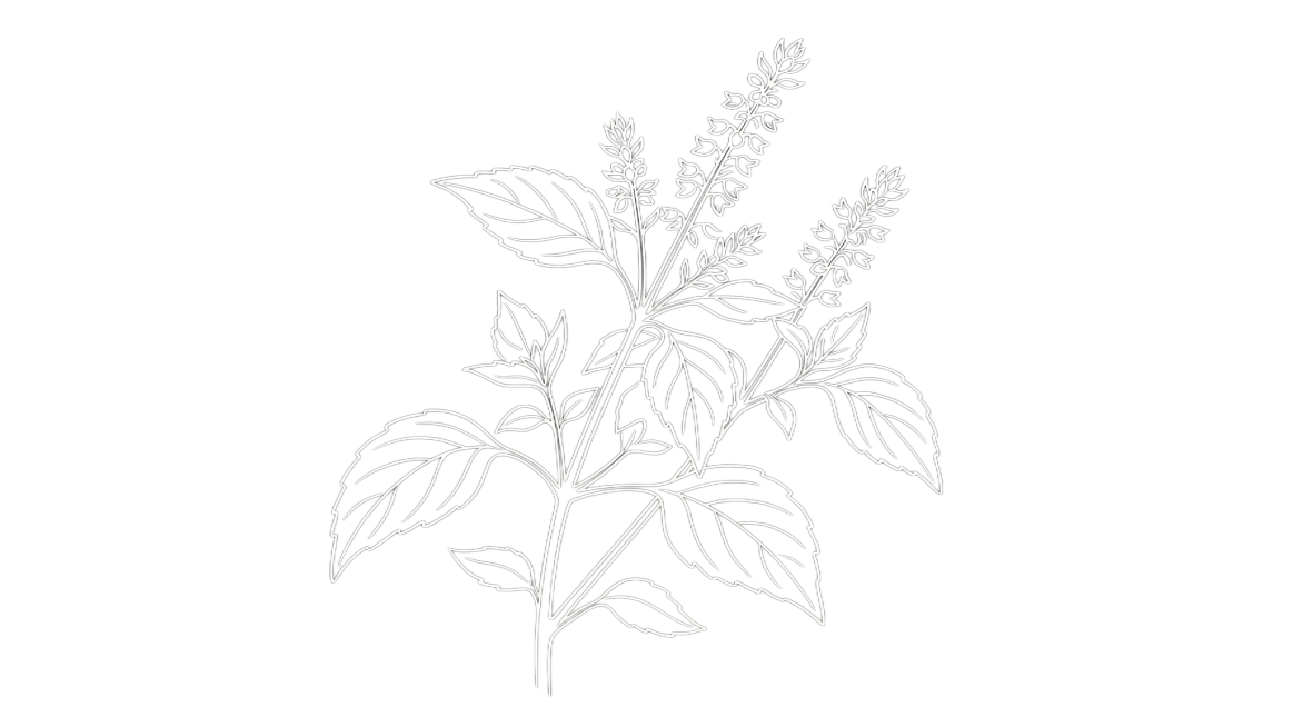 帮我生成紫苏籽植物的线条图，线条为白色，背景为黑色预览效果