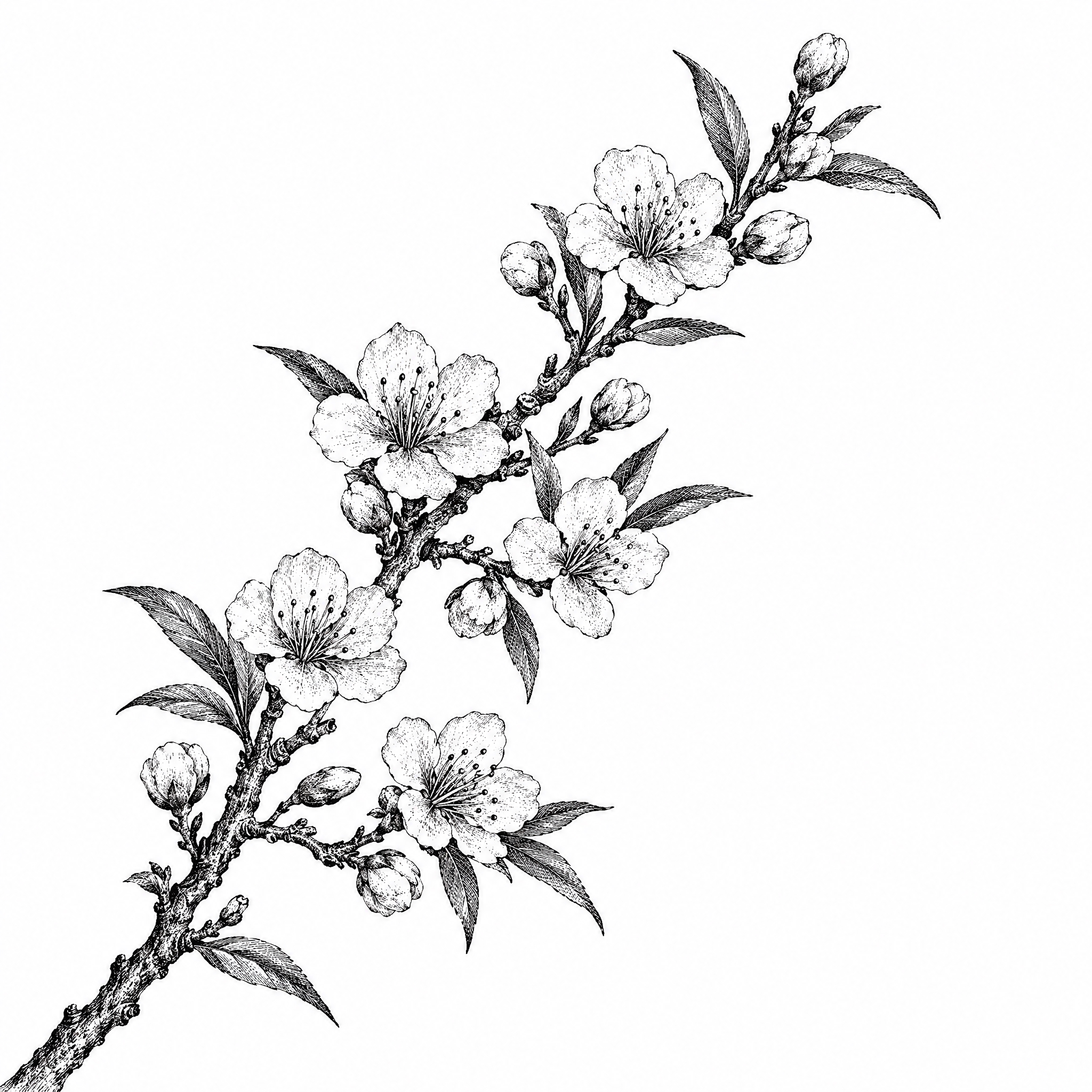 参考图中包装上的黑白铜版画/古典植物雕版线描风格，重新绘制一幅… - 图片创意预览