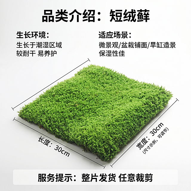 [主图 5] 短绒藓产品规格与服务，氛围风格干净真实商业摄影，画质超高清通透、画面简洁高级。元素一整片完整短绒藓斜放展示，用细黑线和文字清晰标注长宽尺寸，背景纯白色干净简洁。保持产品颜色质感和参考图一致，杜绝变形色差，产品占比约60%，留有足够文字空间。光影均匀柔和棚拍光线，清晰展示尺寸标注。配色绿色产品配白背景，对比清晰。文字版式顶部主标题“品类介绍：短绒藓”黑色加粗，下方分两块文字，生长环境："生长于潮湿区域 较耐干 易养护"，适应场景："微景观/盆栽铺面/旱缸造景 保湿性佳"，底部半透明悬浮条放置服务提示：“整片发货 任意裁剪”，排版规整文字清晰。比例分辨率 1:1 比例，2k 分辨率；文字清晰锐利，画面超高清。负向提示词变形，水印，文字错乱，产品图模糊，背景杂乱。
