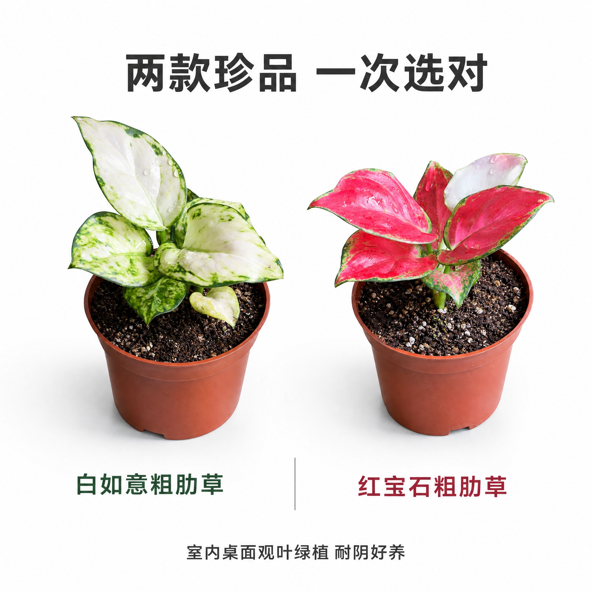 [主图-5] 双品种并列展示 白如意与红宝石粗肋草 规格对比图… - 图片创意预览