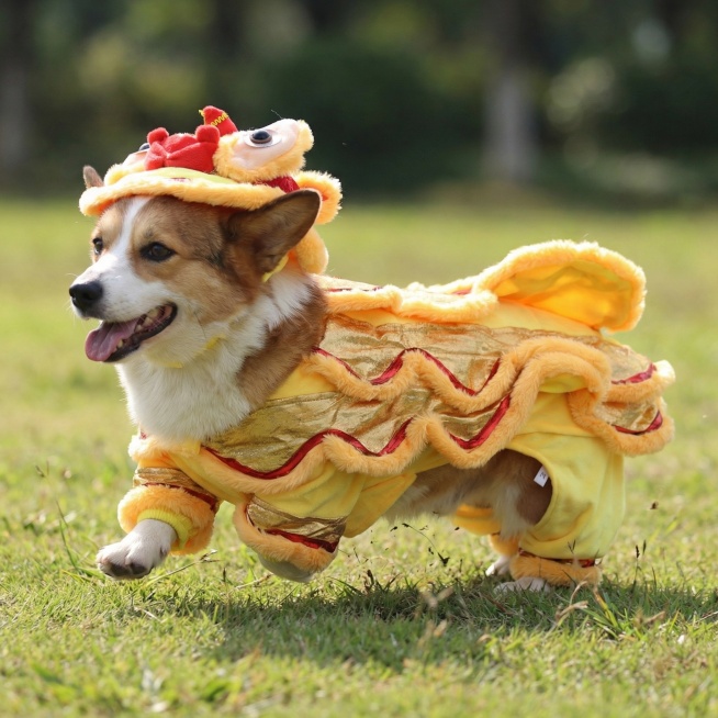 一只柯基犬穿着金黄色加红色镶边的宠物舞狮服，在纯白色背景下开心奔跑，吐舌微笑，服装的狮头造型和波浪纹裙摆清晰可见，画面清晰明亮，突出服装整体版型。
俯视角度拍摄：穿着舞狮服的猫咪趴在红色新年地毯上，狮预览效果