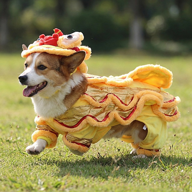 一只柯基犬穿着金黄色加红色镶边的宠物舞狮服，在纯白色背景下开心奔跑，吐舌微笑，服装的狮头造型和波浪纹裙摆清晰可见，画面清晰明亮，突出服装整体版型。
俯视角度拍摄：穿着舞狮服的猫咪趴在红色新年地毯上，狮头帽端正戴在头上，服装的金色绒毛质感和红色装饰细节清晰，背景简洁干净，突出产品萌趣感。
正面平视：穿着舞狮服的中小型犬（如泰迪）站立在纯色背景前，服装的立体狮头造型和蓬松裙摆完整展示，表情活泼，营造喜庆氛围。
🎬 场景图提示词
新年家庭场景：穿着舞狮服的狗狗在贴有春联、福字的客厅里，周围摆放着年货和红灯笼，主人伸手互动，营造热闹温馨的春节氛围。
户外街拍场景：穿着舞狮服的柯基在挂满红灯笼的古巷里散步，路人投来微笑目光，背景是古色古香的中式建筑，突出服装的节日吸睛效果。
宠物聚会场景：多只猫狗穿着同款不同尺寸的舞狮服，围坐在红色新年主题的野餐垫上，周围散落着鞭炮造型玩具和红包，展现服装的猫狗通用性和节日氛围感。
拜年互动场景：穿着舞狮服的狗狗蹲坐在长辈脚边，长辈手持红包准备投喂，背景是中式实木家具和新春插花，传递春节拜年的喜庆感。
🔍 详情图提示词
材质细节：特写舞狮服的金色绒毛面料，展示加厚保暖的质感，红色镶边的缝线细节清晰，旁边放着一个软尺，体现服装的厚实做工。
版型细节：平铺展示舞狮服，标注领口魔术贴、裙摆松紧带、四肢开口的设计，旁边搭配一只狗狗模特的上身效果小图，突出服装的易穿脱和贴合性。
尺寸对比：不同尺码的舞狮服整齐排列，旁边放着对应体型的猫狗剪影（如吉娃娃、英短、柯基），清晰展示尺码适配范围。
动态细节：穿着舞狮服的狗狗在草地上小跑，抓拍裙摆随动作摆动的效果，展示服装的灵活性和不束缚特点。