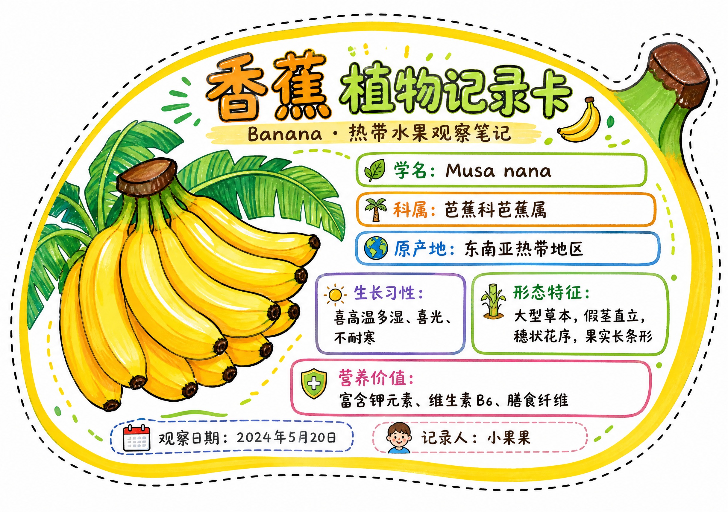 一张香蕉异形植物记录卡，整体为香蕉轮廓造型，沿香蕉外轮廓有一圈… - 图片创意预览