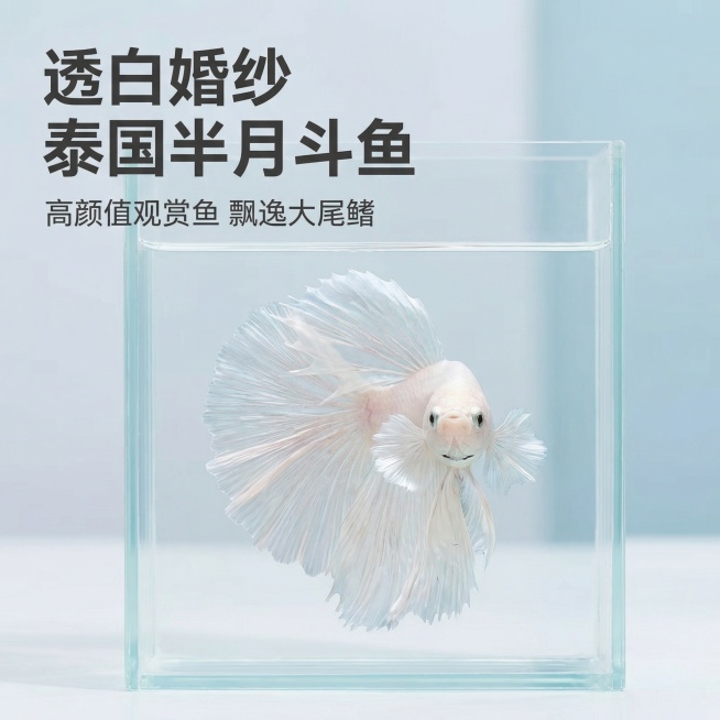 [主图 1] 高颜值泰国斗鱼半月（透白婚纱）首图
[氛围/风格] 真实自然干净透亮，突出产品美感激发购买欲，水族观赏风格，柔和柔光，干净通透质感。
[画面元素] 透白浪漫花色泰国斗鱼半月居中展示，飘逸预览效果