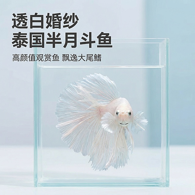 [主图 1] 高颜值泰国斗鱼半月（透白婚纱）首图
[氛围/风格] 真实自然干净透亮，突出产品美感激发购买欲，水族观赏风格，柔和柔光，干净通透质感。
[画面元素] 透白浪漫花色泰国斗鱼半月居中展示，飘逸大半月尾鳍完全展开，形态优美。背景简洁干净的水族缸，水质清澈透亮，没有多余杂物干扰。无边框满铺构图，斗鱼主体占据画面核心位置。
[配色色系] 主色调：透白色（斗鱼）；辅助色：清澈水蓝、浅灰。整体清爽干净，凸显浪漫仙气。
[视角构图] 平视正面视角，景深适中，主体清晰突出。
[文字版式] 主标题 "透白婚纱 泰国半月斗鱼" 字体加粗无衬线，深色字体，放置于画面左上角留白处；副标题 "高颜值观赏鱼 飘逸大尾鳍" 字体缩小50%，放置在主标题下方。整体排版简洁不遮挡主体，信息层级分明。
[比例分辨率] 1:1 比例，2k 分辨率。保持斗鱼外观和用户提供图片完全一致，优化背景干净度和整体光影通透感。