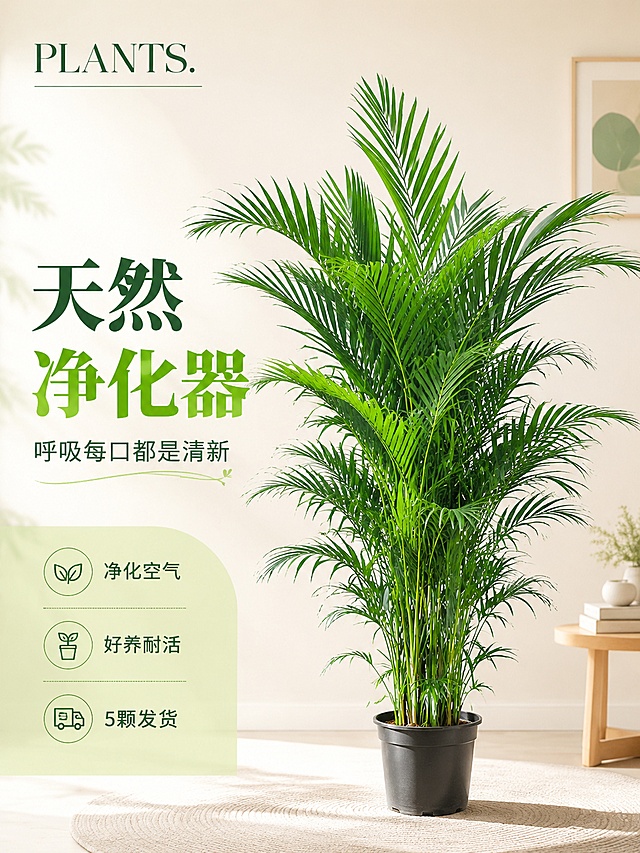 复刻参考图版式骨架，简约INS风家居绿植海报，整体清新自然氛围。商品采用上传图的散尾葵盆栽，100%还原外形、颜色和叶片特征，商品主体位于画面偏右侧居中。顶栏左上角装饰文字 "PLANTS."，主标题文字 "天然净化器" 位于画面左侧，字号最大加粗，副标题文字 "呼吸每口都是清新"，左下角卖点标签："净化空气" "好养耐活" "5颗发货"。背景是浅奶白色干净家居场景，搭配左侧小面积装饰色块，整体色调清新，光影柔和，版式精美，画面比例3:4，所有文字清晰可读不遮挡主体。