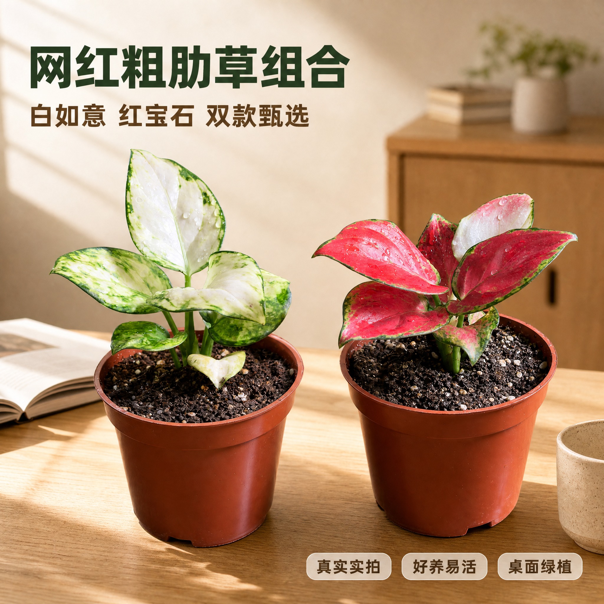 [主图-1] 空间氛围与单品呈现，白如意粗肋草与红宝石粗肋草两… - 图片创意预览