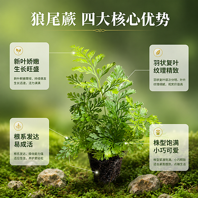 [主图-2] 狼尾蕨核心亮点导图，理性展示产品优势。
[氛围风格] 清新自然森系风，信息清晰专业，商业品质感。
[画质] 超高清商业摄影质感，叶片细节锐利，信息文字清晰可读，画面干净整洁。
[元素] 画面中央放置狼尾蕨植株，保持狼尾蕨外观（叶片形态、绿色层次、株型结构）与输入产品图完全一致，杜绝变形色差。背景为柔和的渐变深绿色到浅绿色，底部有少量苔藓和小石块作为自然点缀，不抢主体。以植株为中心，用四条纤细的白色引线从不同部位引出至四周卖点卡：左上引线从顶部新叶引出，右上引线从成熟羽叶引出，左下引线从根部土球引出，右下引线从整体株型引出。每个引线末端有一个小圆点定位光点。商品主体占比约60%。
[光影] 柔和均匀的顶光为主，正面补光充分，叶片正面受光均匀，叶脉清晰通透；底部轻微环境光减弱阴影，整体明亮干净，叶片边缘有细微高光勾勒轮廓。
[配色] 主色调为深浅渐变绿色；辅助色为白色、浅金色点缀。
[视角构图] 正面平视角度，主体居中，四周均匀分布卖点信息卡，构图平衡稳定；景深较浅，背景虚化柔和。
[文字版式] 四个卖点卡分别为：左上「新叶娇嫩 生长旺盛」、右上「羽状复叶 纹理精致」、左下「根系发达 易成活」、右下「株型饱满 小巧可爱」。卖点卡为半透明白色圆角矩形，深绿色文字左对齐，标题加粗，说明文字缩小。顶部居中主标题“狼尾蕨 四大核心优势”，白色粗体大字，下方有一条细金线装饰。文字均不遮挡主体。
[输出要求] 1:1比例，文字清晰锐利，超高清商业摄影质感。
[负向提示词] 变形，文字错乱，产品模糊，背景杂乱，水印，电商平台Logo，多余的手。
