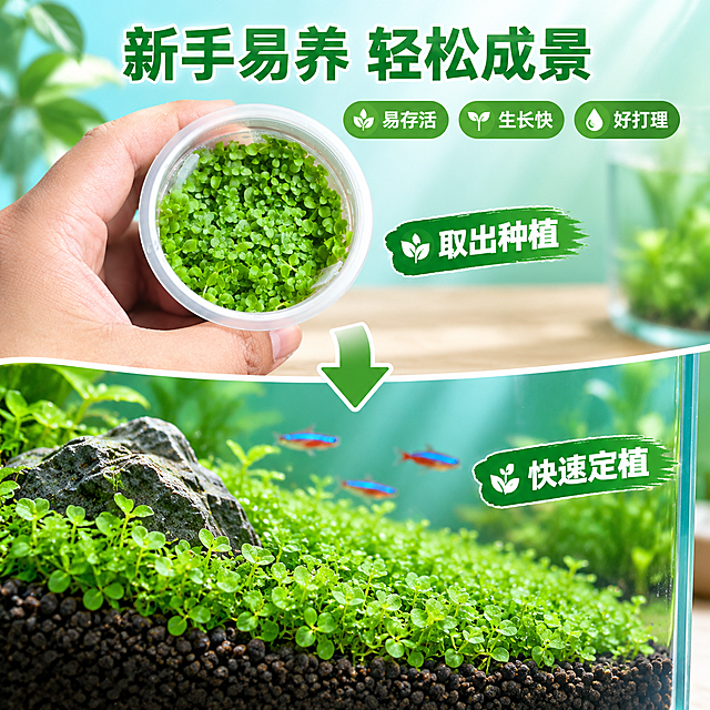 [主图-6] 新手易养场景，主题：新手友好 轻松成景。
[统一基调] 清新自然水族风格，背景为渐变青绿色到深绿色的柔和水族氛围，主标题白色粗体无衬线字体，辅助文字浅绿白色，强调色为翠绿色，整体干净通透有水下光影感。
[画面] 画面分上下两部分，上半部分展示一只手将无菌杯水草取出准备种植的动作，手自然握持杯身，水草翠绿饱满；下半部分展示种植完成后的小鱼缸一角，爬地矮珍珠在底床上定植，状态良好。中间用箭头连接，表示从种植到成景的过程。背景为清新的浅蓝色到绿色渐变，有家居桌面氛围。
[光影质感] 商业摄影质感，柔和自然光，手部动作自然，水草状态真实，上下两部分光影统一。
[配色] 背景浅蓝绿渐变，标题深绿色，水草翠绿色，整体清新明亮。
[文字版式] 顶部主标题"新手易养 轻松成景"，上下两部分分别标注"取出种植"和"快速定植"，旁边配三个小标签："易存活""生长快""好打理"。文字清晰不遮挡主体。字体统一现代无衬线粗体。
[输出要求] 1:1正方形2048px，动作自然，产品清晰，文字清晰，无变形错字，无水印无平台logo，无多余杂物。