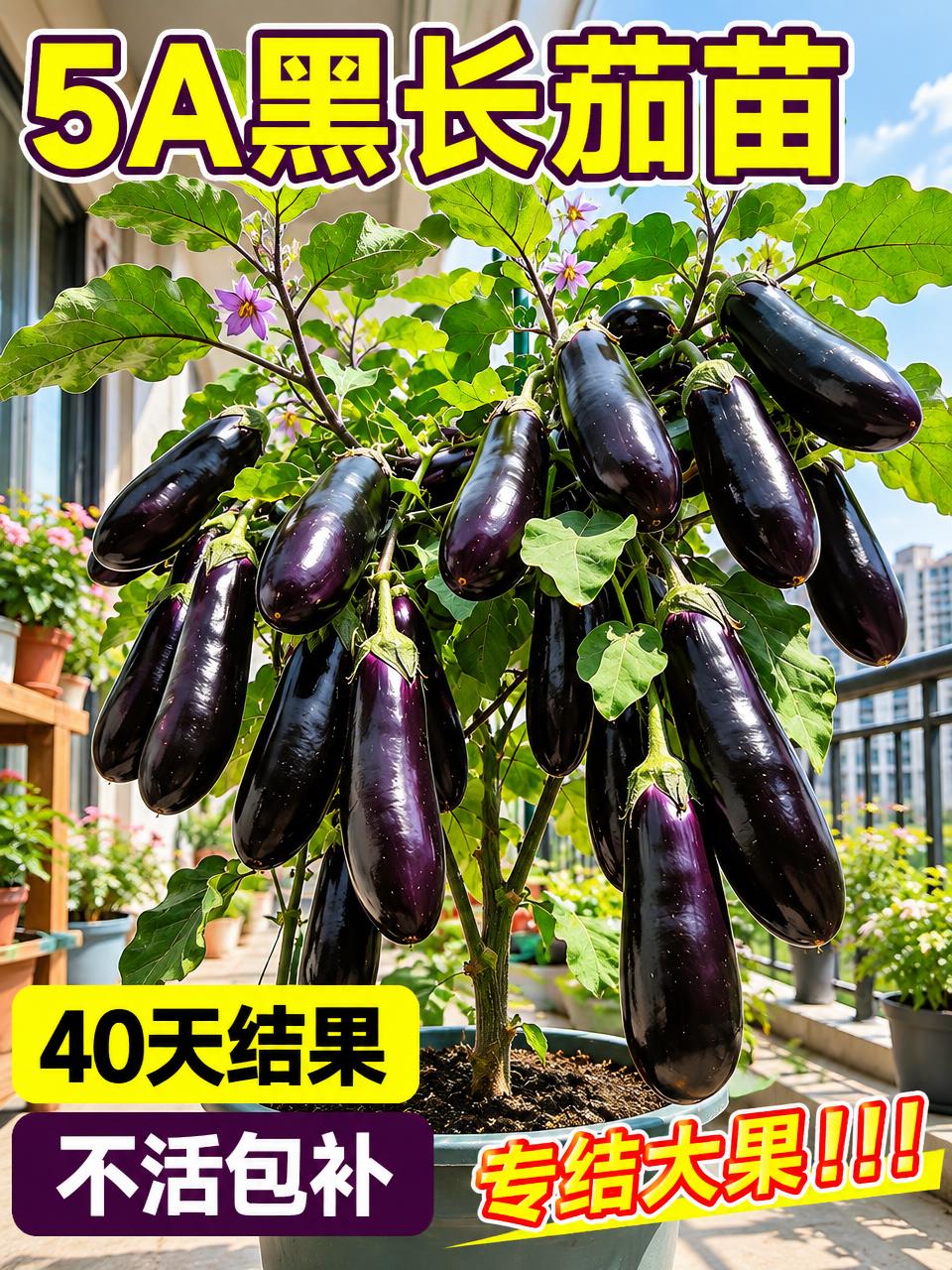 淘宝天猫电商主图，3:4竖版，5A黑长茄苗盆栽，阳台种植场景，… - 图片创意预览