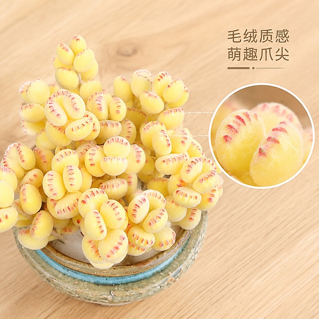 [主图-3] 多肉熊爪细节微距种草图，ins简约风。保持多肉熊爪绒毛纹理与颜色和输入产品一致，杜绝变形色差。圆形放大透镜突出熊爪尖端红色纹理细节，旁边配短句说明"毛绒质感 萌趣爪尖"。浅色原木桌面背景，整体干净简洁。商业微距摄影质感，细节清晰锐利，纹理真实。主光突出绒毛肌理，柔光避免生硬对比，纹理层次分明。主色调原木浅棕+多肉米黄。主体大图加侧边细节框版式，主产品占画面约65%，侧边叠加局部细节放大框。1:1比例，文字清晰，超高清质感，禁止出现变形、文字错乱、背景杂乱、水印、电商平台Logo。