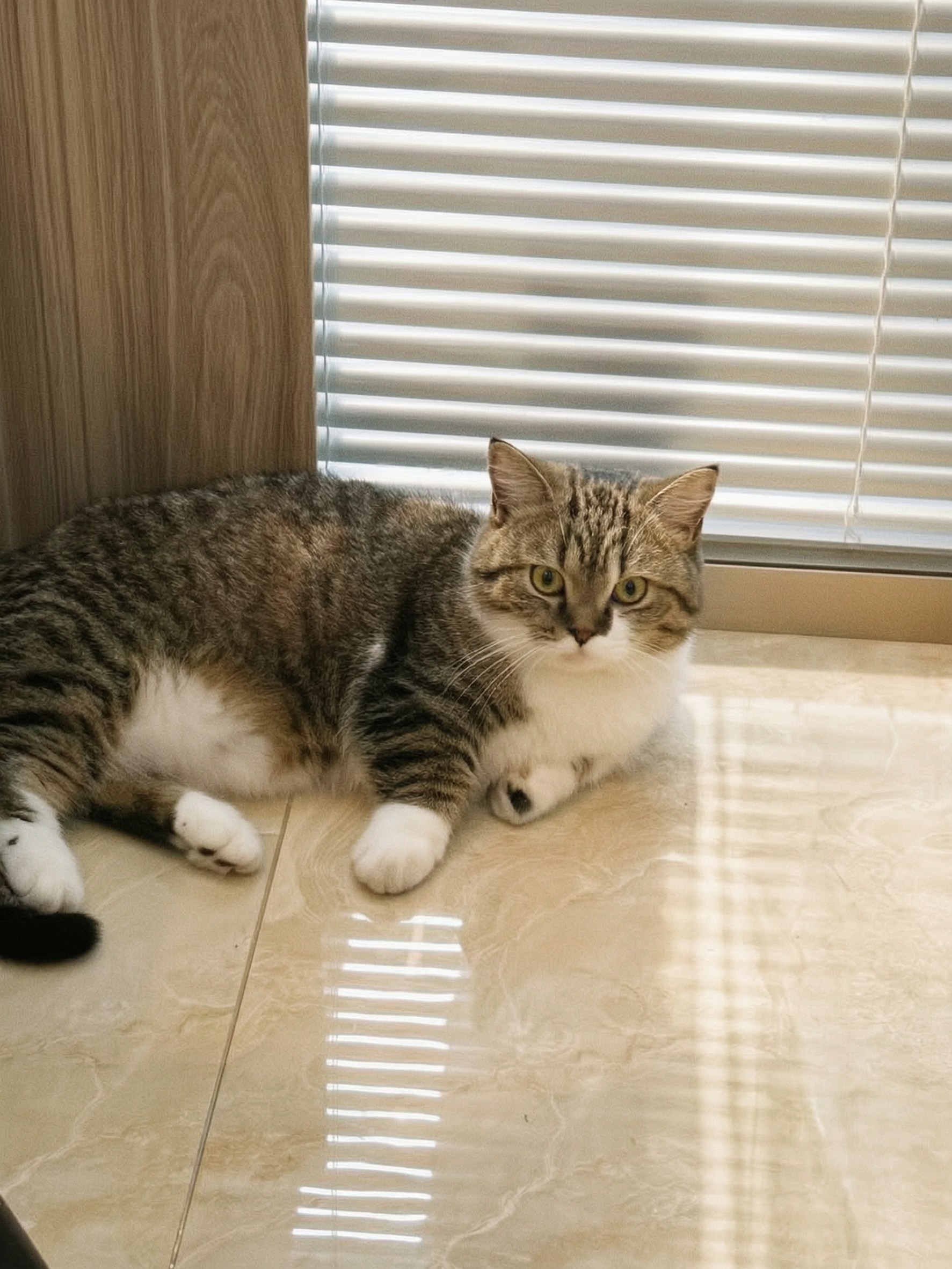 将这张猫咪照片转换为真实夏日胶片人像摄影风格，整体通透自然，猫… - 图片创意预览